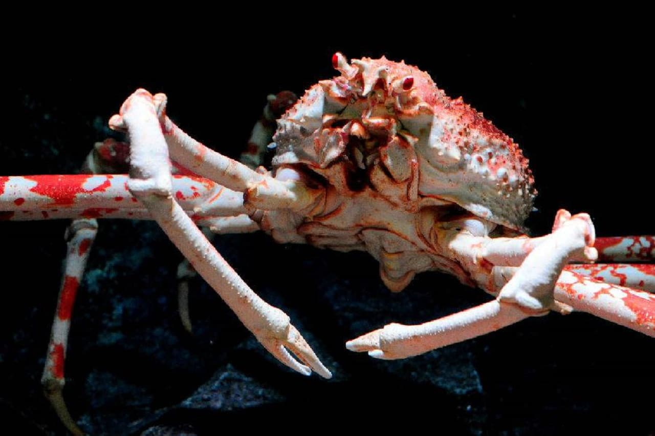 Kyoto Aquarium Ticket - image 13