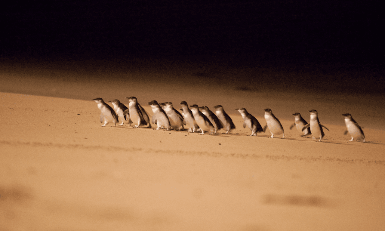 Melbourne City Discovery Tour with Penguin Parade - image 4