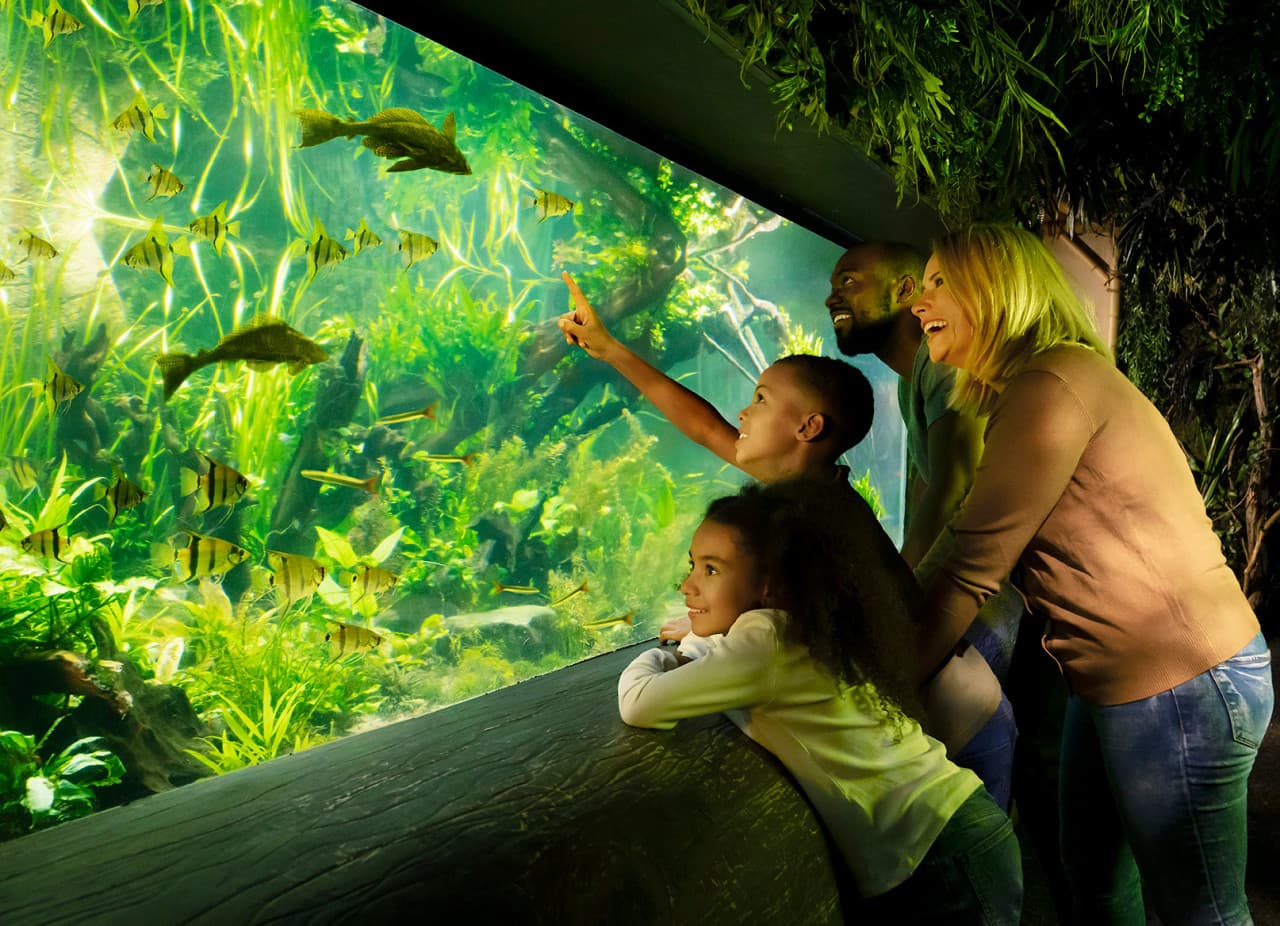 COMBO: London Eye + SEA LIFE London Aquarium Ticket - image 12