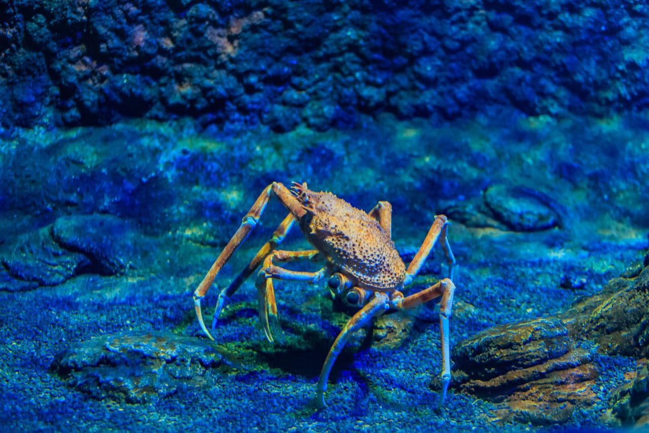 The National Aquarium Abu Dhabi Ticket - image 4