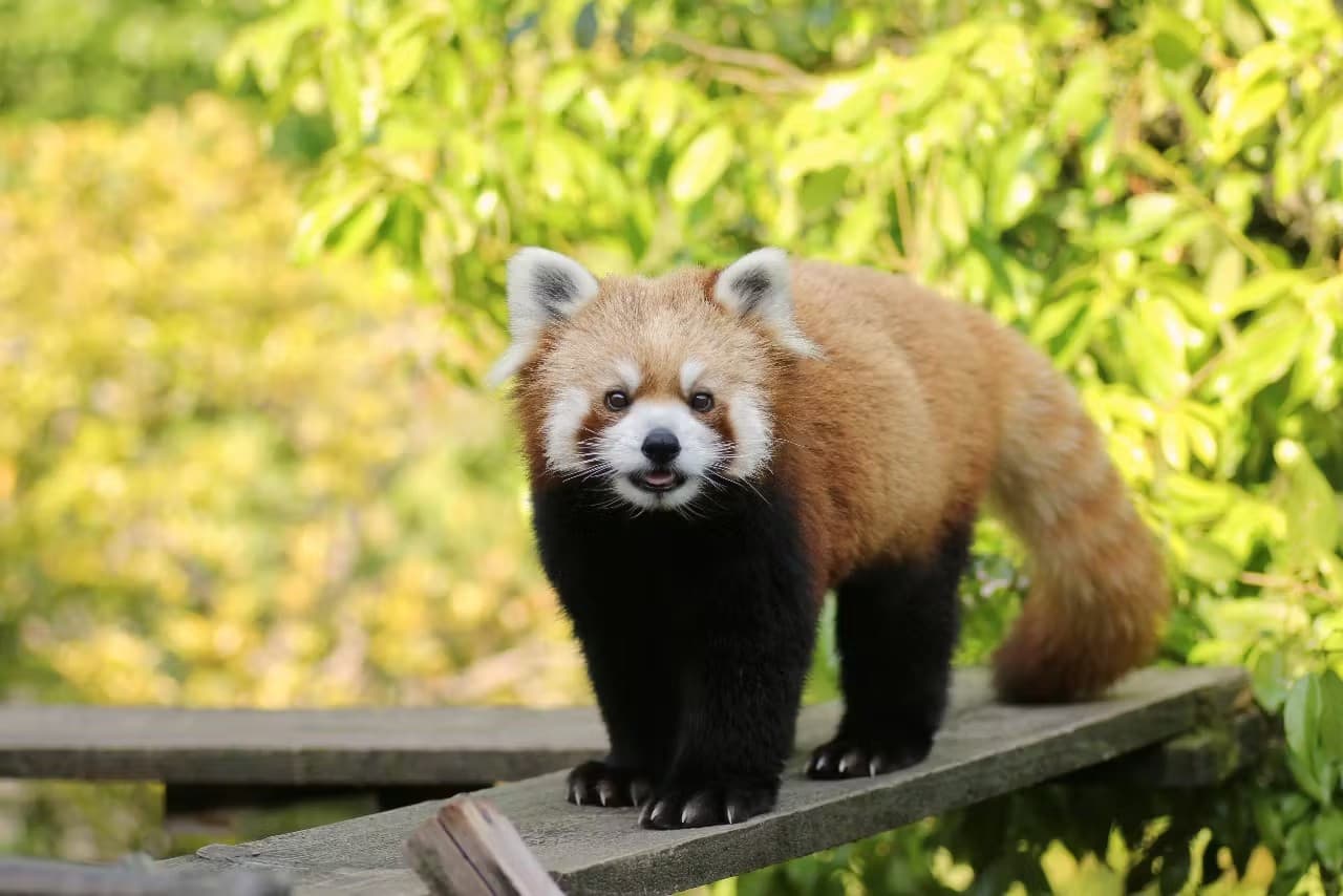Ishikawa Zoo Ticket - image 2