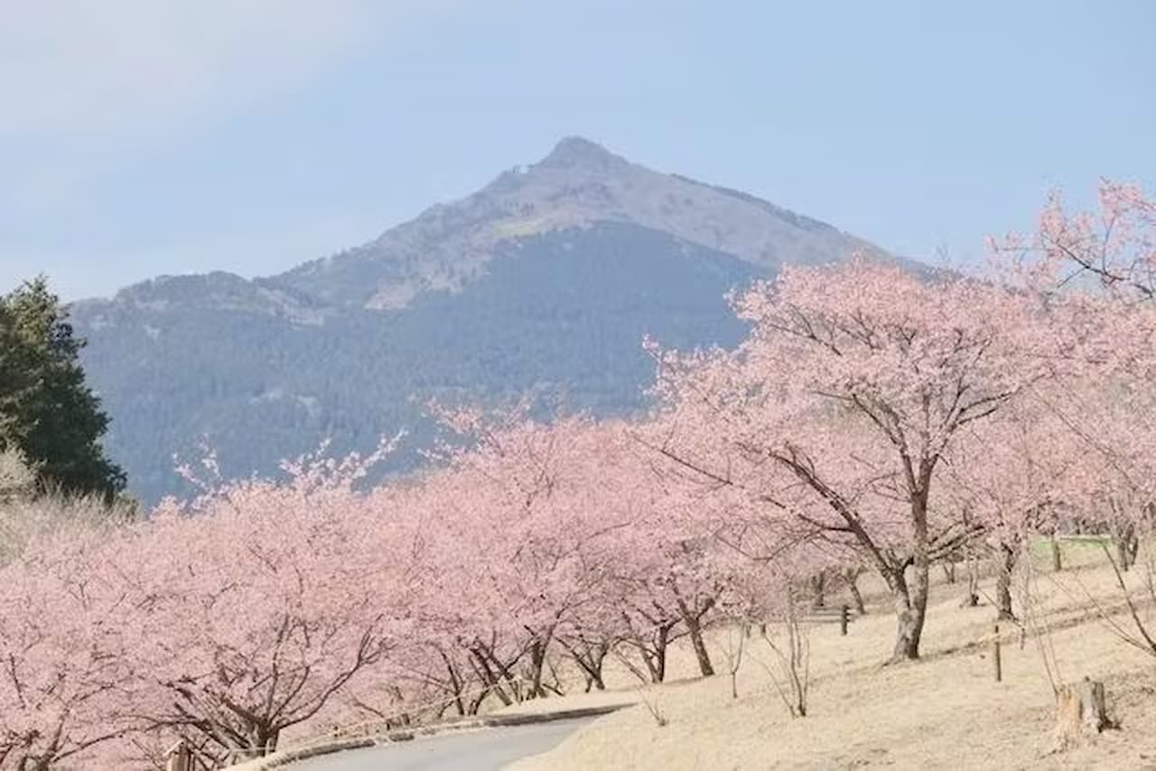 Ibaraki Flower Park Ticket - image 2