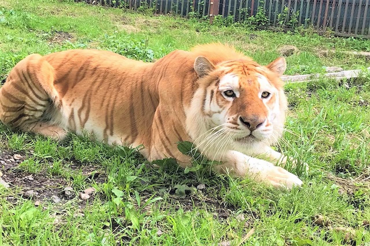 Nasu Safari Park Ticket - main image