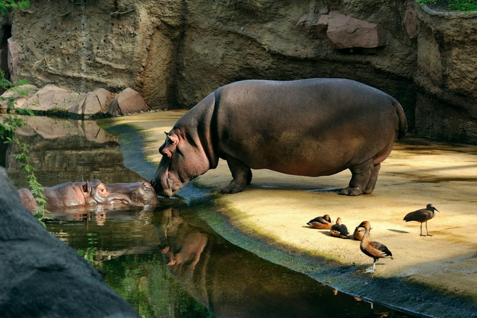 Cologne Zoo & Aquarium Ticket - image 3