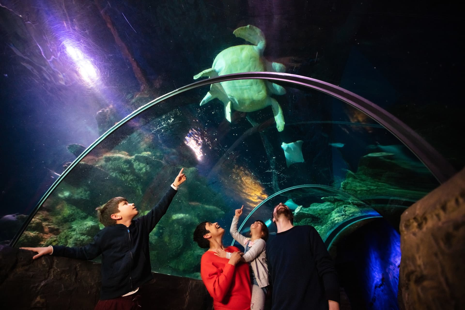 COMBO: London Eye + Madame Tussauds London + SEA LIFE London Aquarium Ticket - image 13