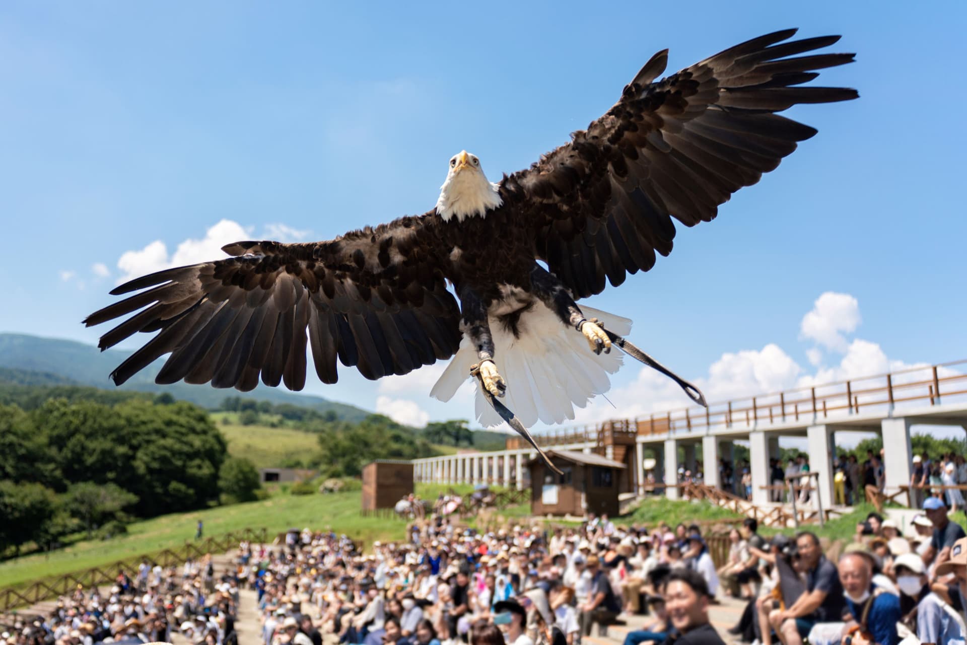 Nasu Animal Kingdom Ticket - image 9